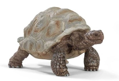 Immagine di TARTARUGA GIGANTE
