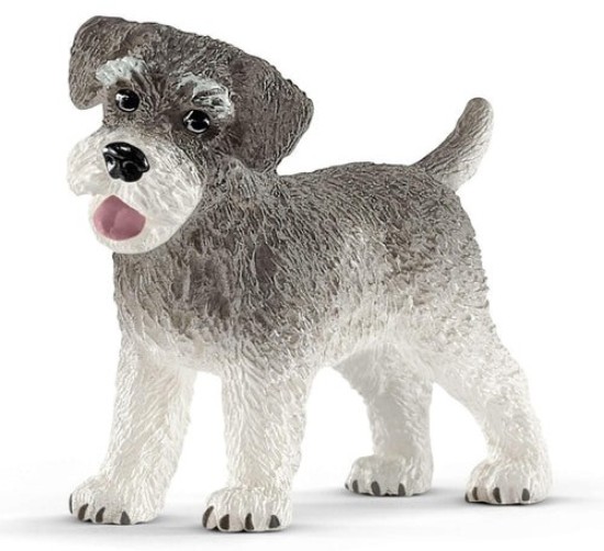 Immagine di SCHNAUZER NANO
