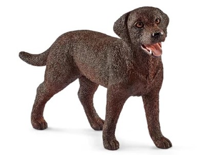 Immagine di LABRADOR RETRIEVER