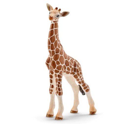 Immagine di CUCCIOLO DI GIRAFFA
