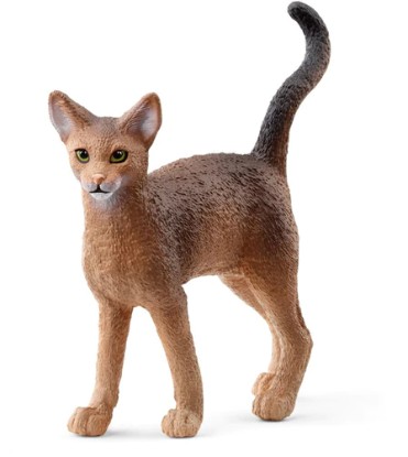 Immagine di GATTO ABISSINO