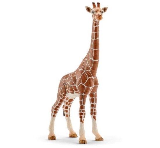 Immagine di FEMMINA DI GIRAFFA