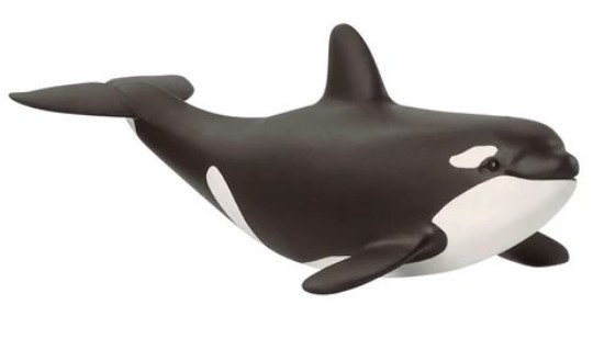 Immagine di CUCCIOLO DI ORCA