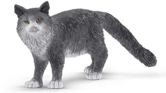 Immagine di GATTO MAINE-COON